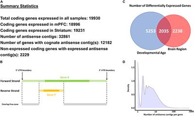 Identification of Natural Antisense Transcripts in Mouse Brain and Their Association With Autism Spectrum Disorder Risk Genes